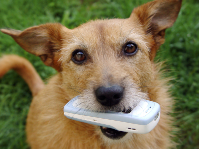 dog ready for a walk