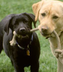 Two dogs playing