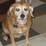 Hi folks, I'm Ginger, an 11-year old mixed breed. My parents got me from the spca because they love animals. So does Annapolis Dog Walkers. When they come to see me, we go for power dog walks because I'm working on my figure. Gotta stay in shape for the summer.