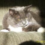 Prrrr. I'm Kaya, a sunbathing beauty. Some may call it lazy, but I call it beauty rest. I like to get plenty of rest so when Annapolis Dog Walkers come, I'm prrrfectly ready for them.