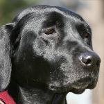 I'm Foxy, a gorgeous labrador retriever who loves to fish! On my pier at home, I have special lights so I can watch the fish swim at night. I also love when Mommy and Daddy go away and Annapolis Dog Walkers watch me. We go on special trips downtown and on long walks around the neighborhood!