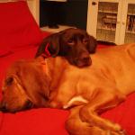 zzzzz.  Copper and Champ here, two of the best cuddlers this side of town. We've spent most of the day outside with Annapolis Dog Walkers, and now it's time to crash! We always get a good night's sleep when Annapolis Dog Walkers is here!