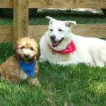 Howdy! It's Seneca and Geronimo here at our playdate. We're lookin' to lasso in some new friends....wanna play?