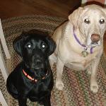 Hi, I'm Vanna, the beautiful blonde lab on the right hanging out with my good buddy, Puppy. Annapolis Dog Walkers is so cool because I get to see all of my friends when they're around. I also like long walks in the park and pawdicures.