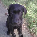 Boy am I good lookin! Hi, I'm Puppy, a black labrador. In this picture I must have been 4 or 5 months old. Now I'm a strapping, handsome and charming 3-year old gentleman who LOVES my runs with Annapolis Dog Walkers. I also love my doggie playdates because I love to hang out with all the cute girls!