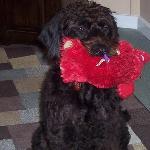 Wazzzup!  I'm Roscoe - a super spunky 2 year old labradoodle. I wandered into my parent's house on Super Bowl Sunday 2 years ago, and now I'm a huge Ravens fan. I also love Annapolis Dog Walkers because I get all of my energy out during the week and then crash on football sunday! Life is good.