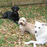 It's the gang at our playdate! We've been working on our commands with Annapolis Dog Walkers, and we're so proud of our syncronized skills. Check us out!